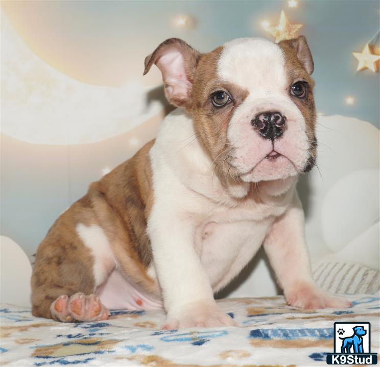 a english bulldog dog sitting on a bed
