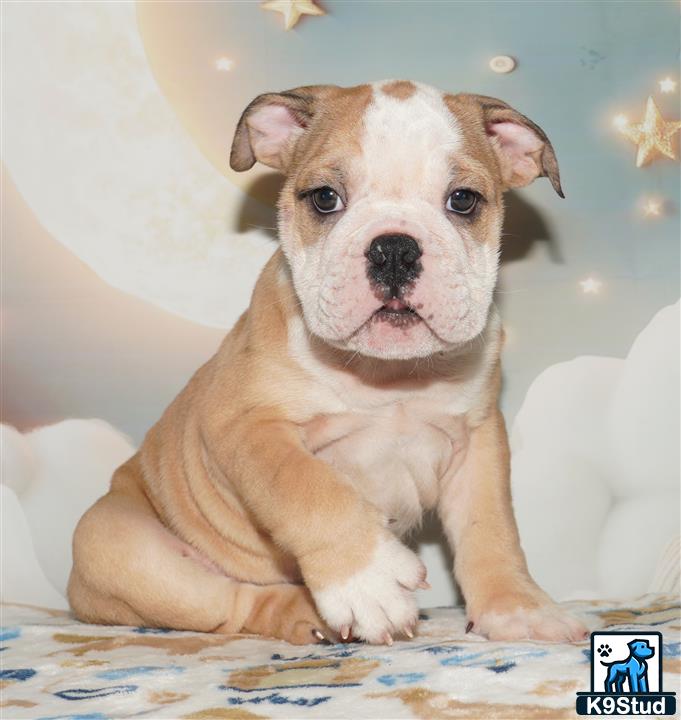 a english bulldog dog sitting on a bed