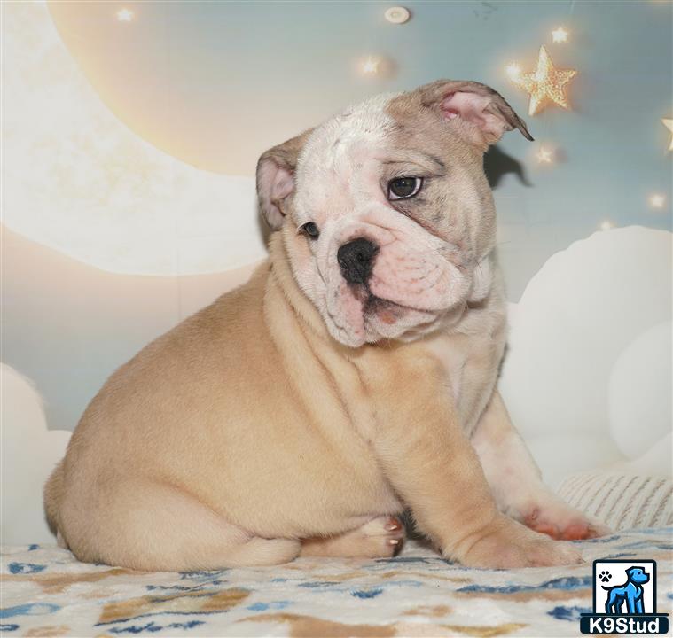 a english bulldog dog sitting on a bed