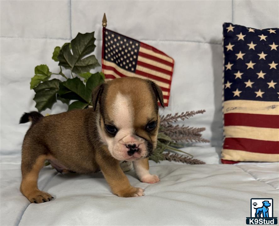 a english bulldog dog with a flag in the background