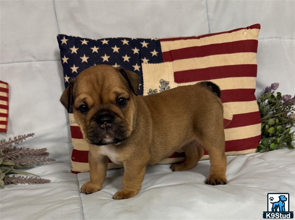 a english bulldog dog sitting in front of a flag
