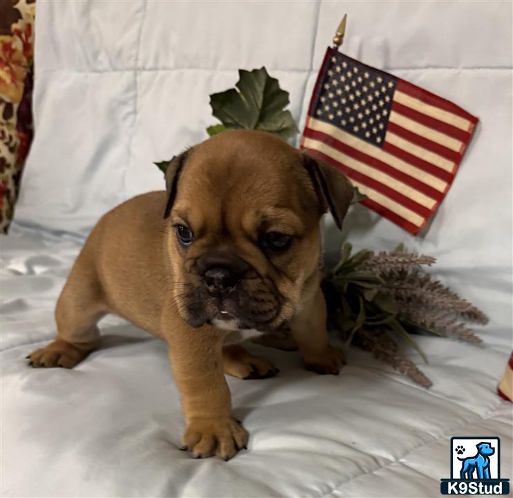 a english bulldog dog wearing a hat