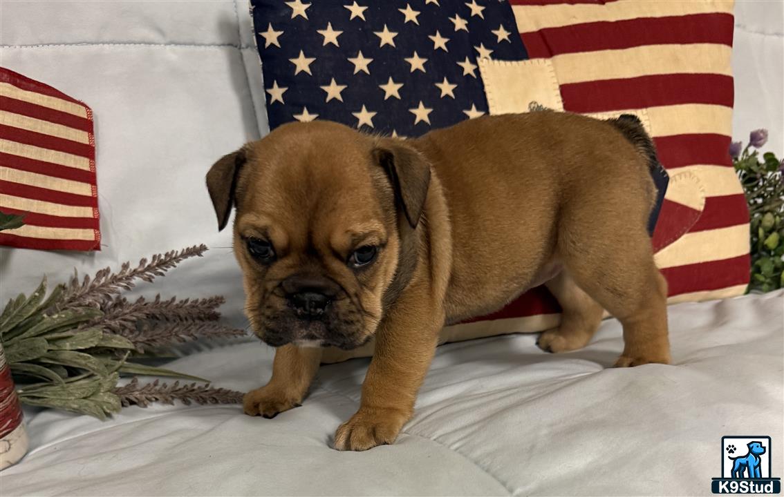 a english bulldog puppy sitting in front of a flag