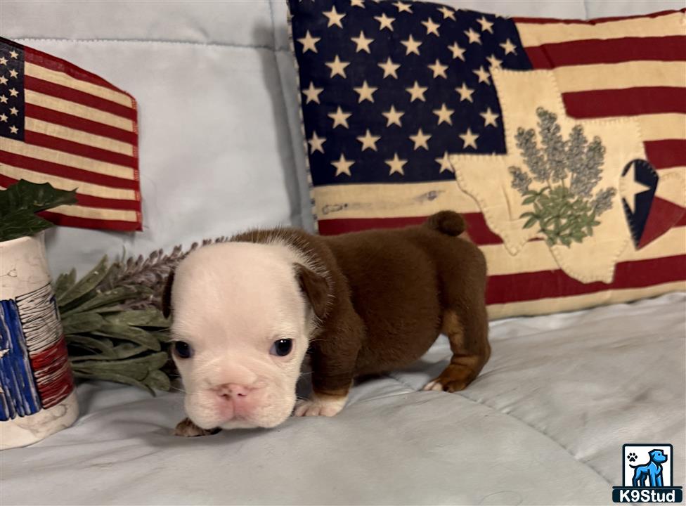 a small animal next to a flag