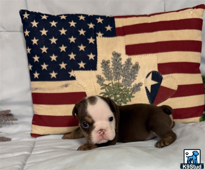 a english bulldog dog lying on a bed with a flag behind it