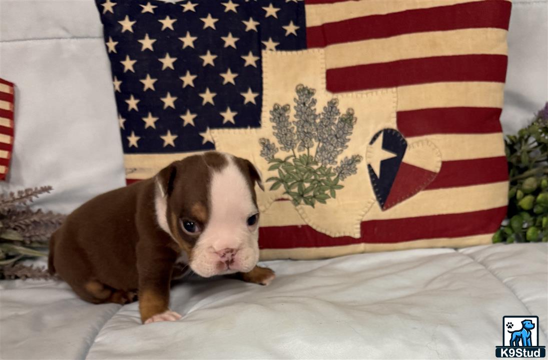 a english bulldog puppy lying on a bed