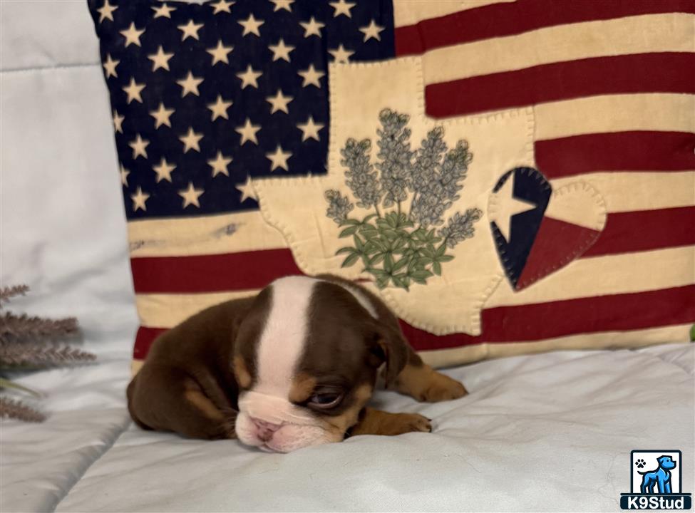 a english bulldog dog lying on a bed with a flag in the background