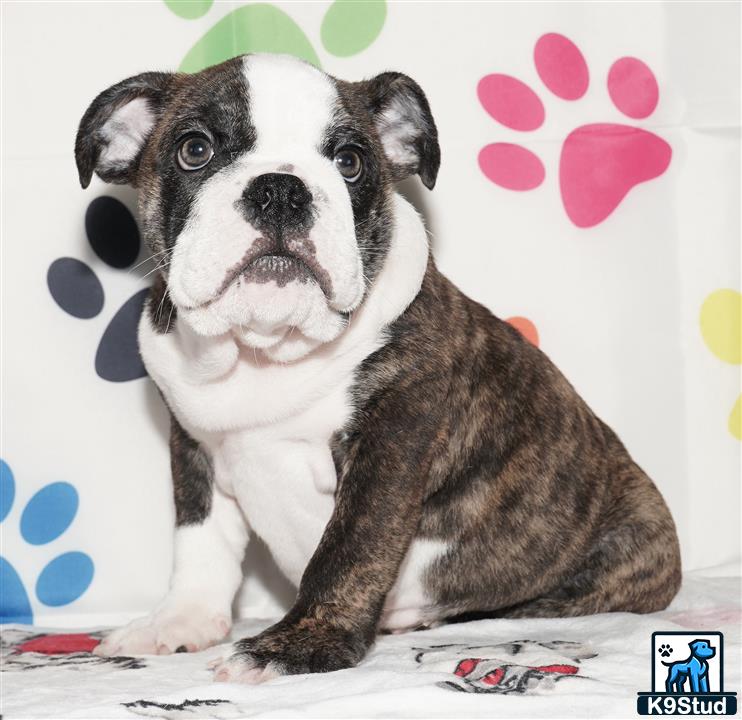 a english bulldog dog sitting on a bed