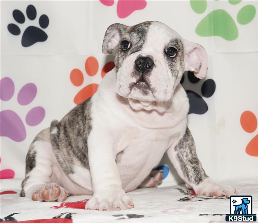 a english bulldog dog sitting on a bed