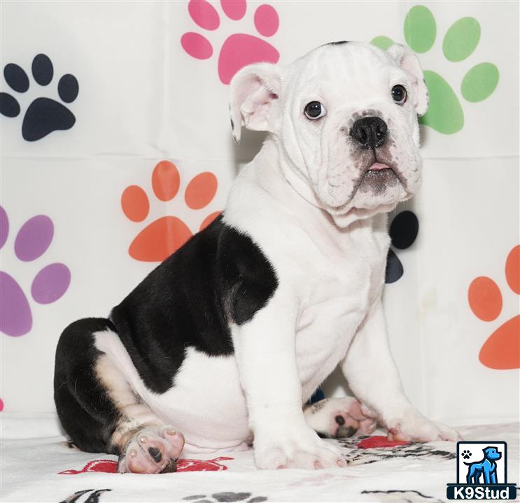 a english bulldog dog sitting on a couch