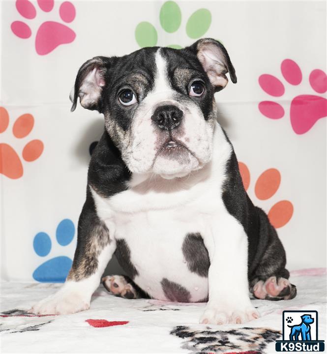 a english bulldog dog sitting on a bed