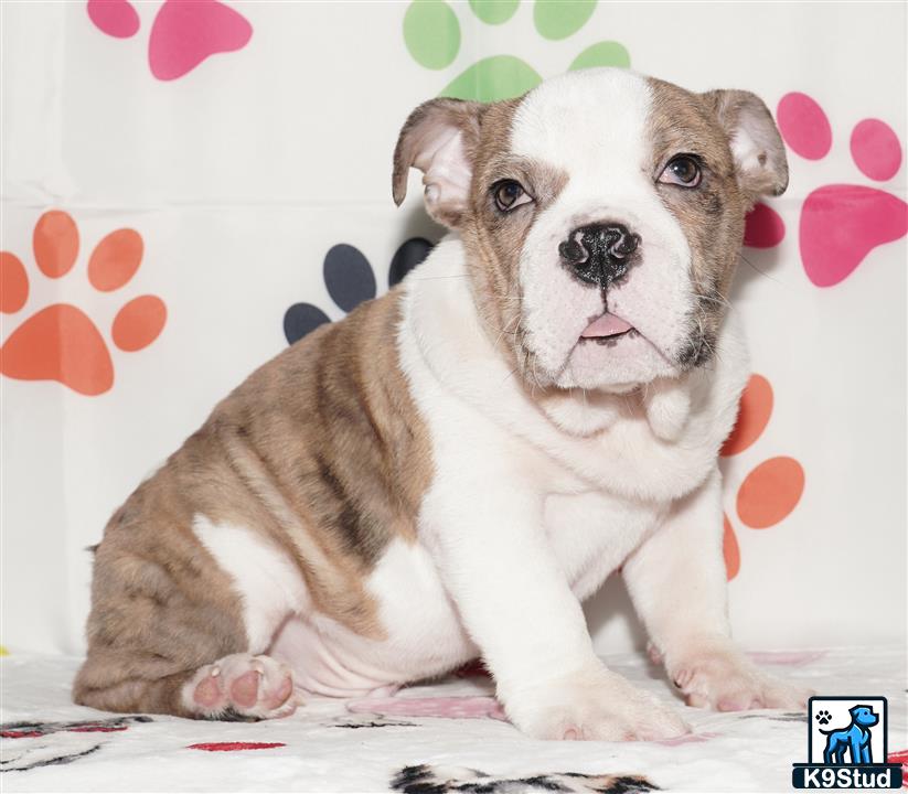 a english bulldog dog with a crown