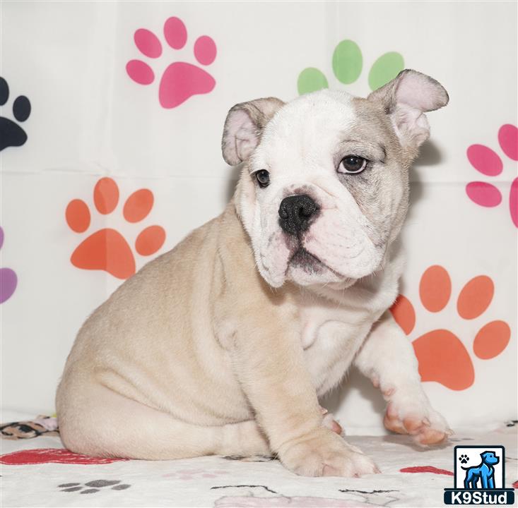 a english bulldog dog with a crown