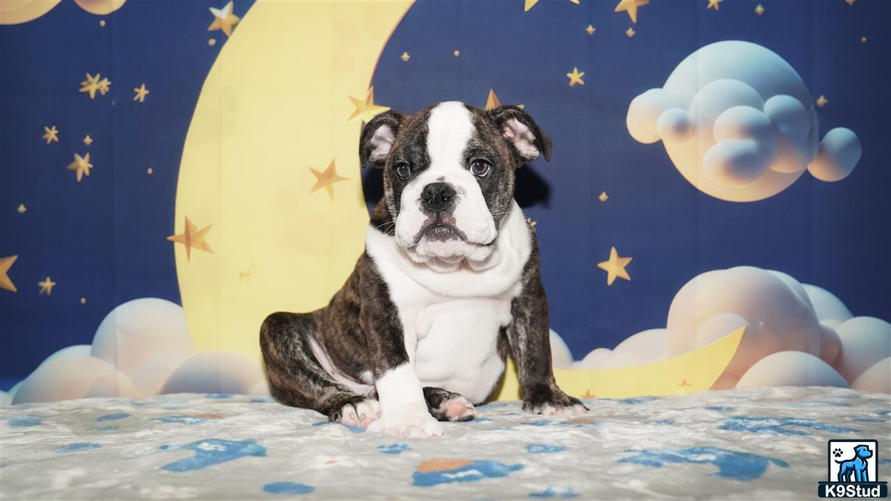 a english bulldog dog sitting on a bed