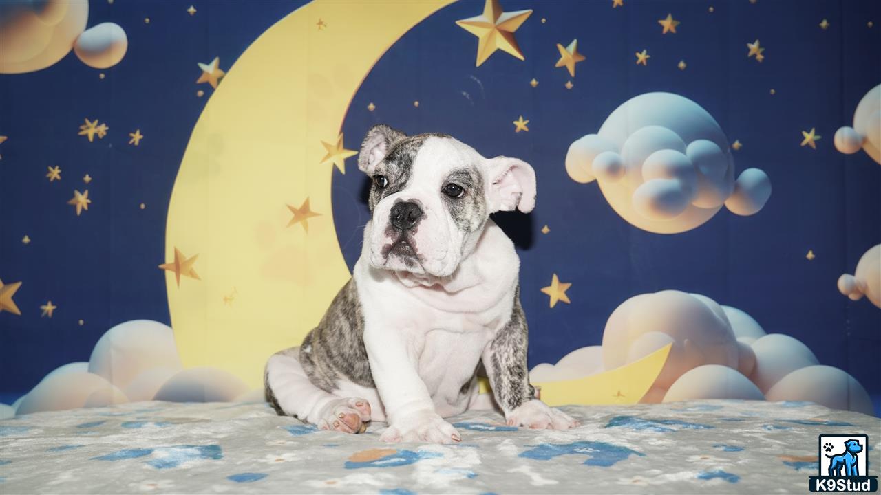 a english bulldog dog sitting on a bed