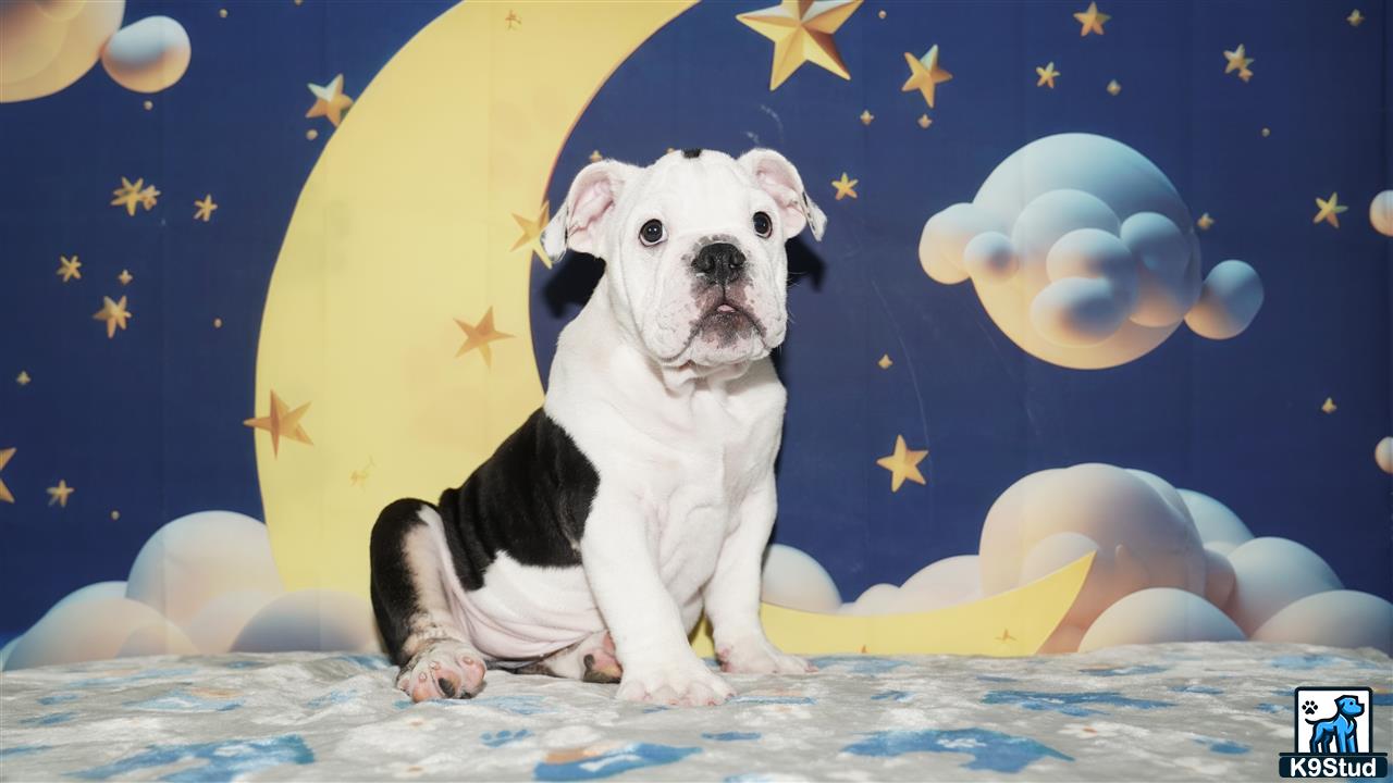 a english bulldog dog sitting on a bed