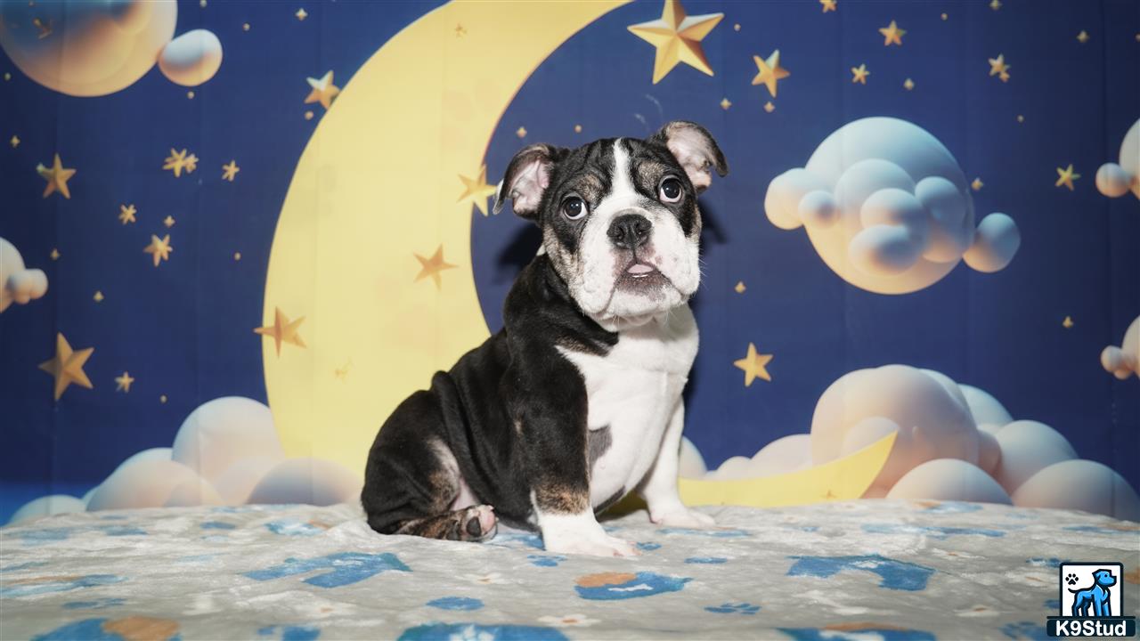 a english bulldog dog sitting on a bed