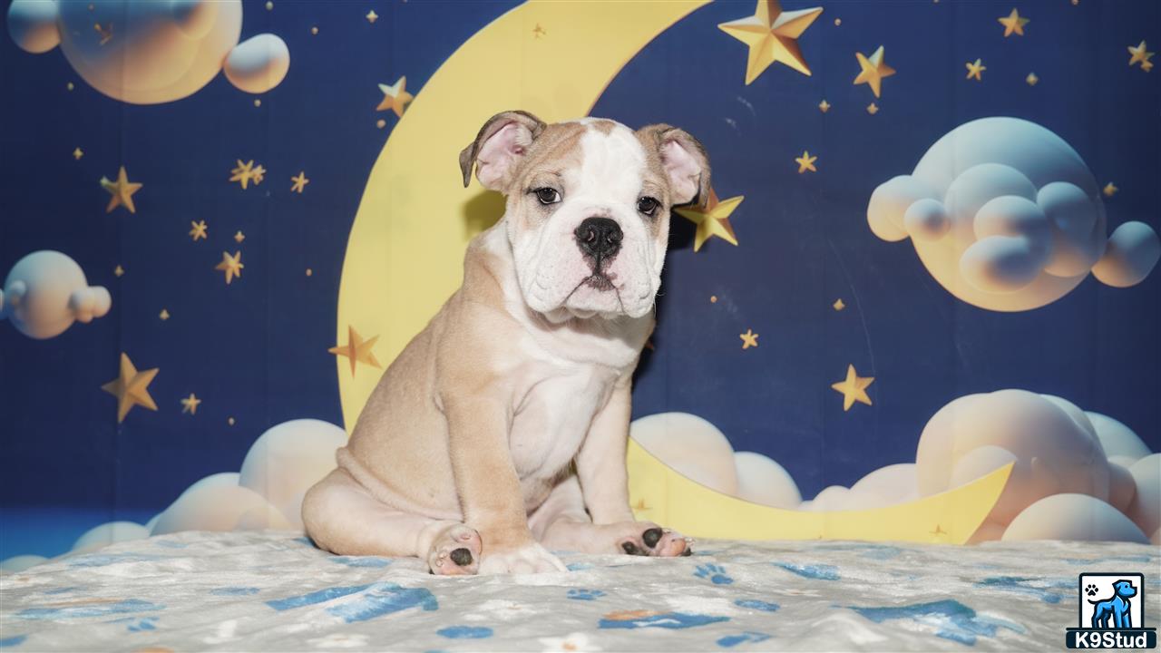 a english bulldog dog sitting on a bed