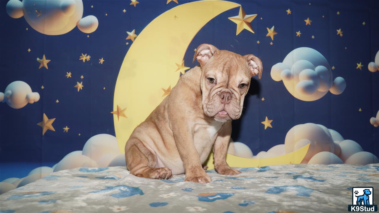 two english bulldog dogs sitting on a bed