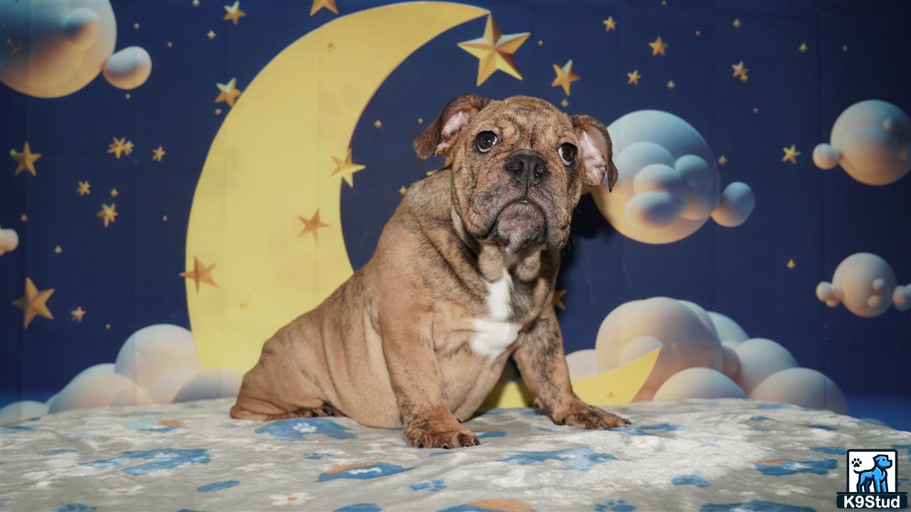a english bulldog dog sitting on a bed with a moon in the background
