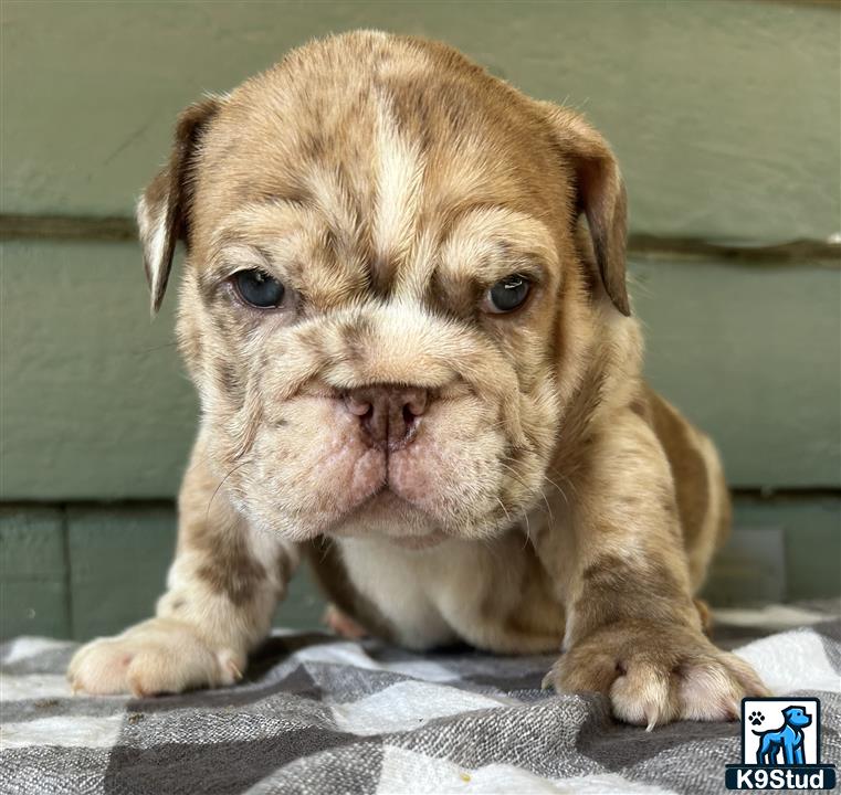 a english bulldog puppy sitting on a blanket