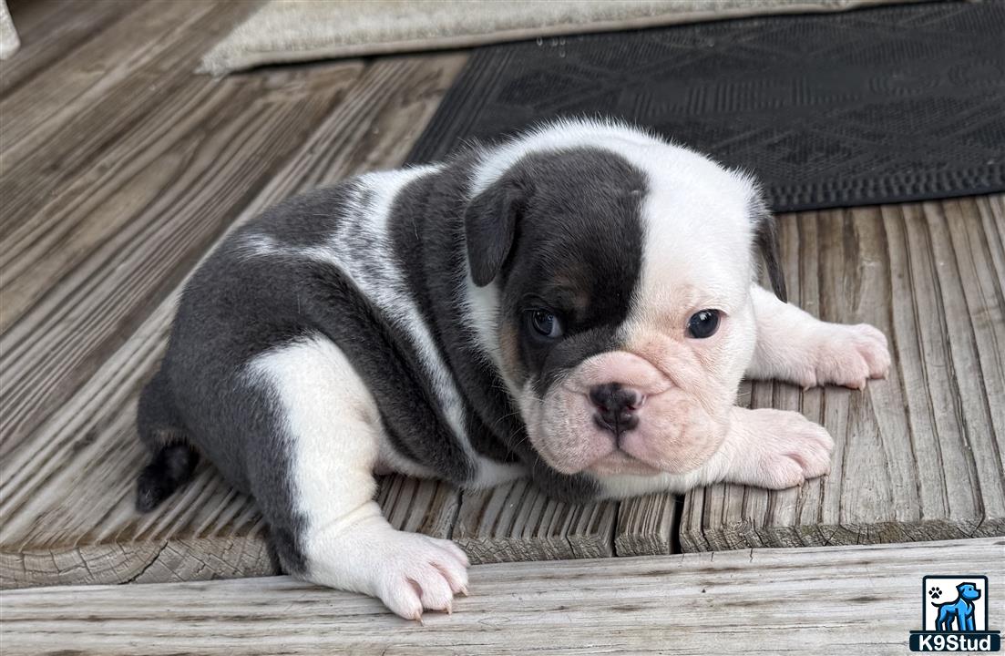 a english bulldog puppy lying on a wood surface
