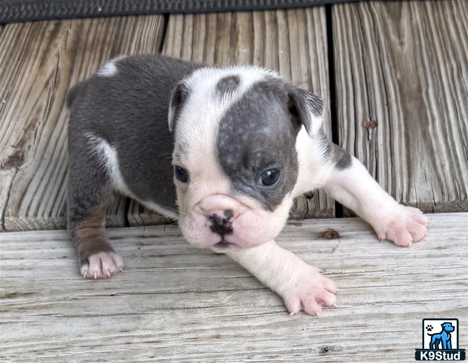 a english bulldog puppy lying on a wooden surface