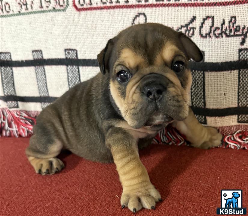 a english bulldog dog lying on a red carpet
