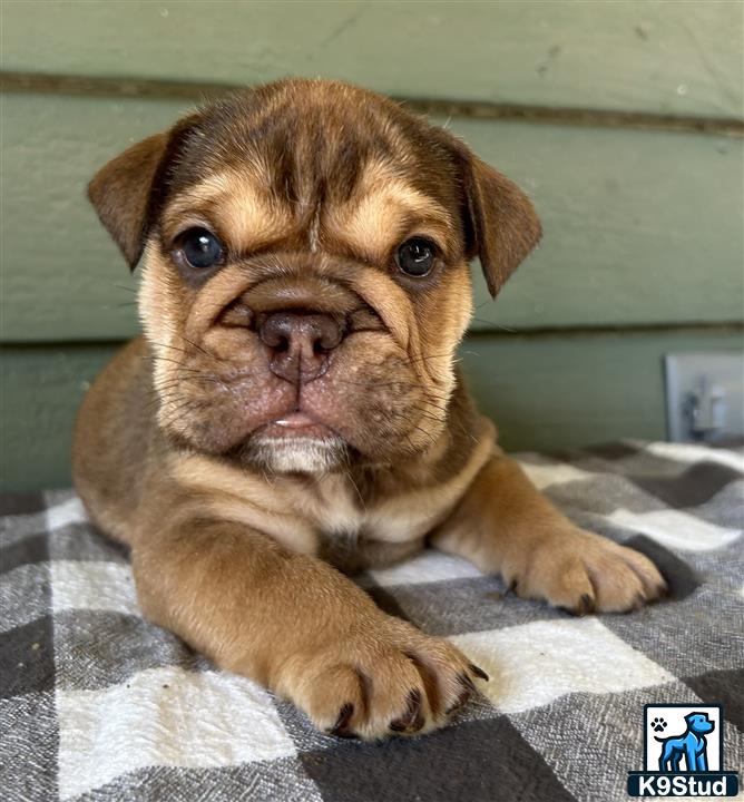 a english bulldog puppy lying on a bed