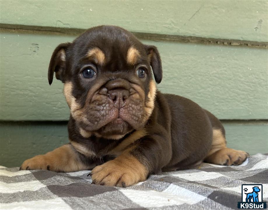 a english bulldog puppy lying on a bed