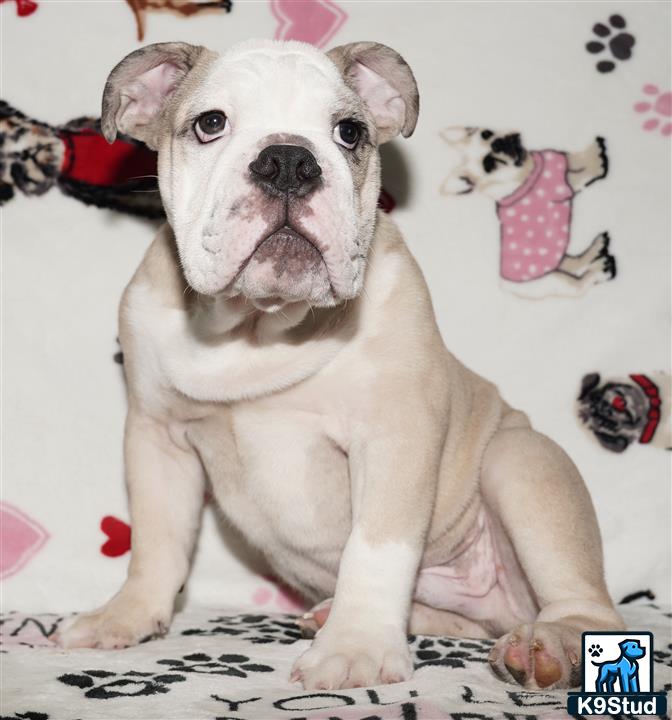 a english bulldog dog sitting on a bed