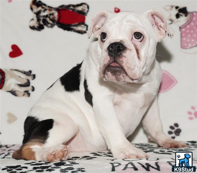 English Bulldog