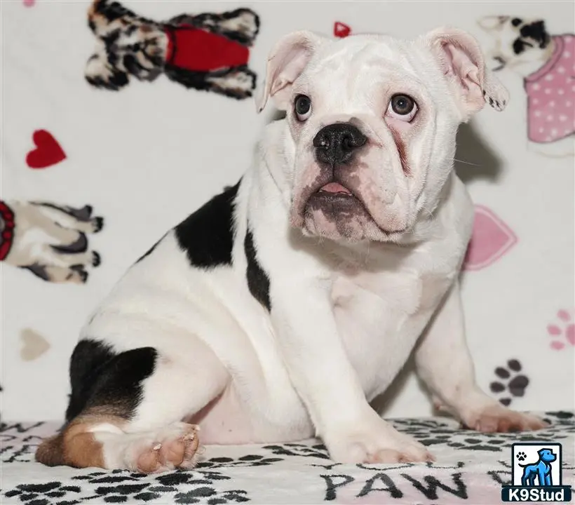 English Bulldog