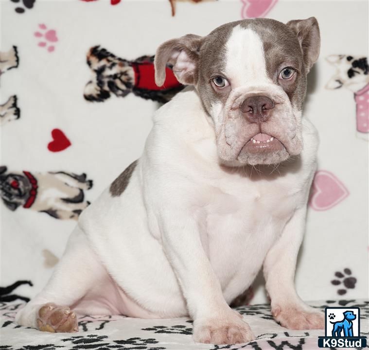 a english bulldog dog lying on a bed