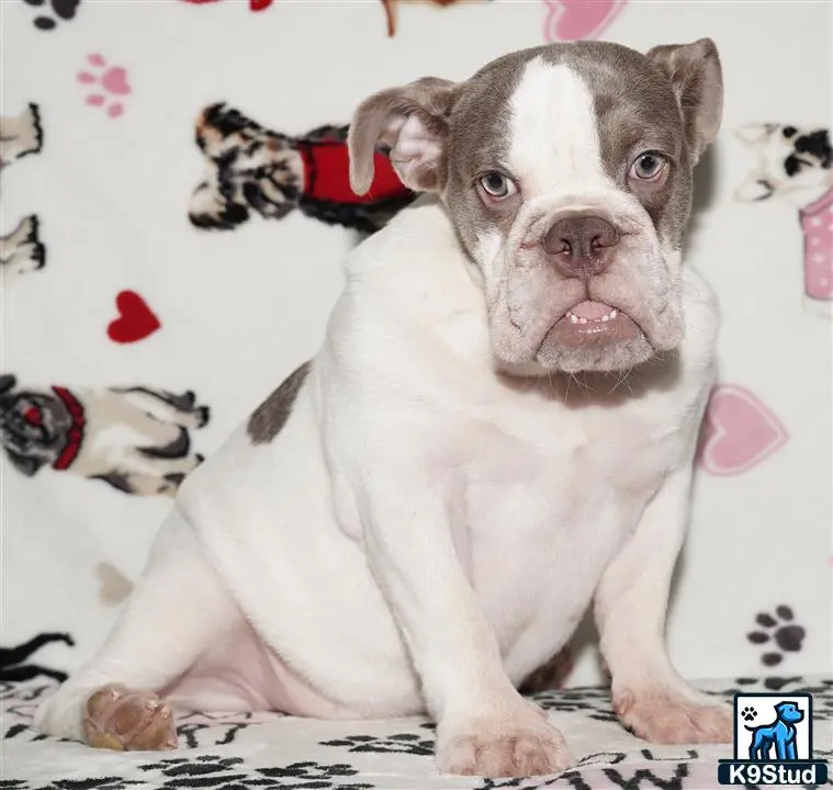 English Bulldog