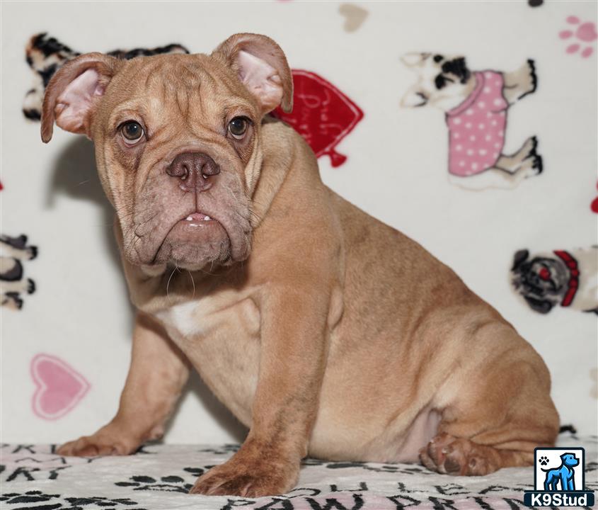 English Bulldog