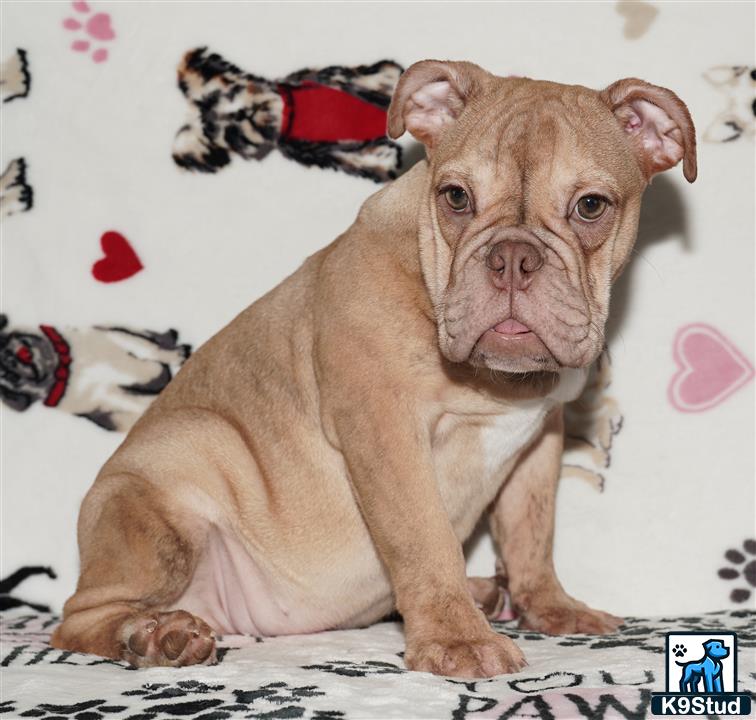 a english bulldog dog sitting on a bed