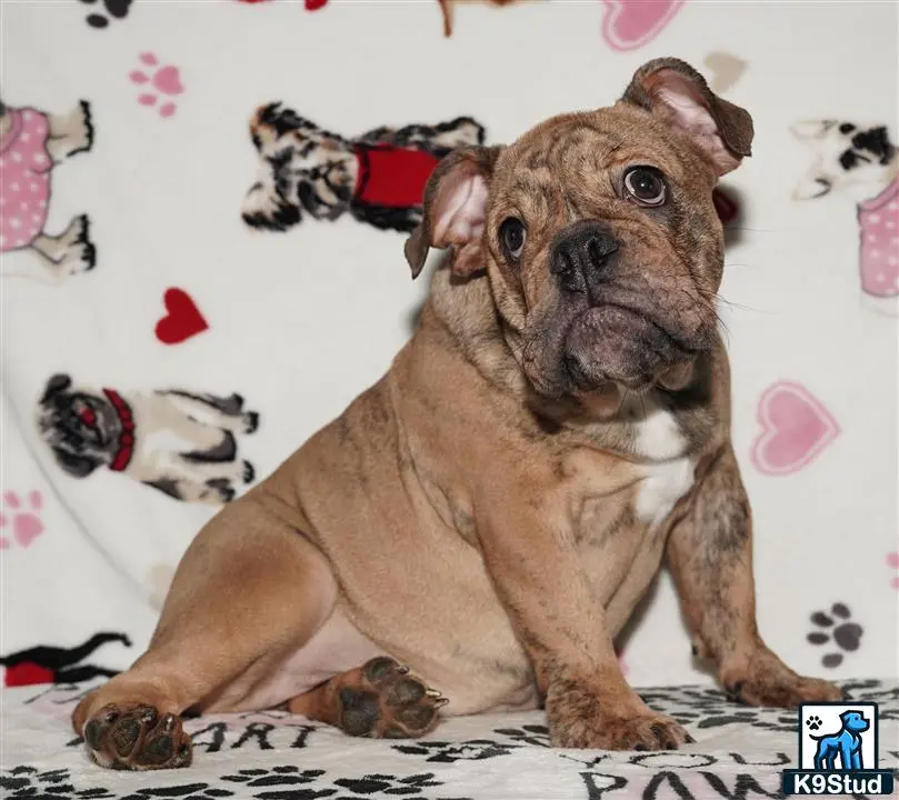 English Bulldog