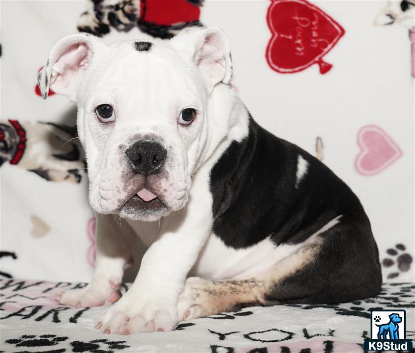 a english bulldog dog sitting on a bed