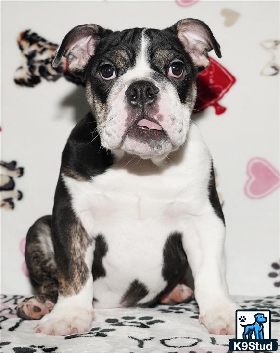 a black and white english bulldog puppy