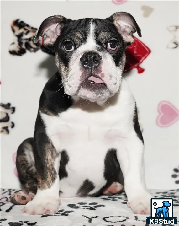 English Bulldog