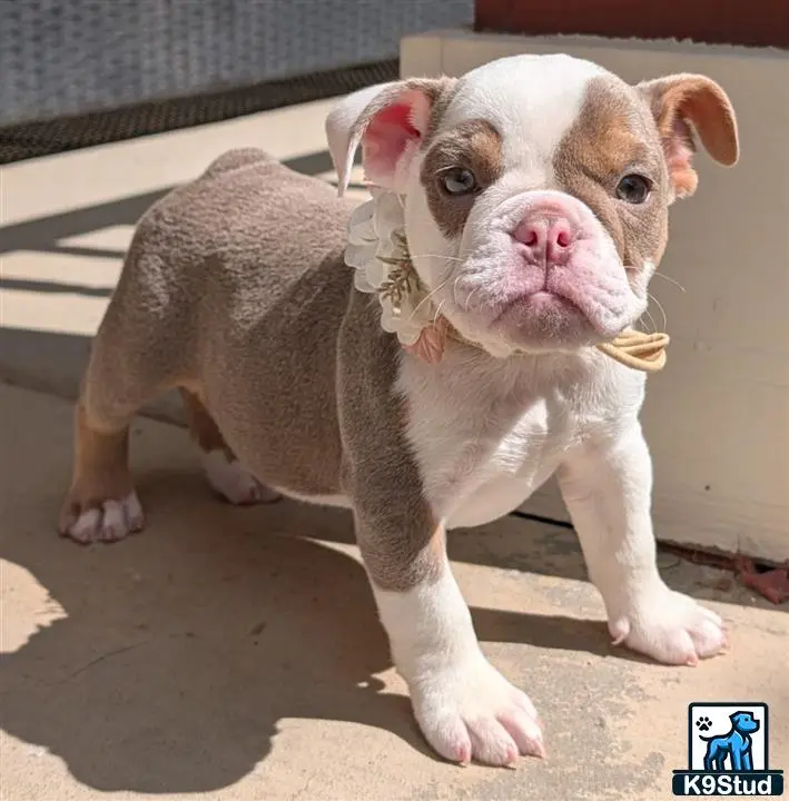 English Bulldog