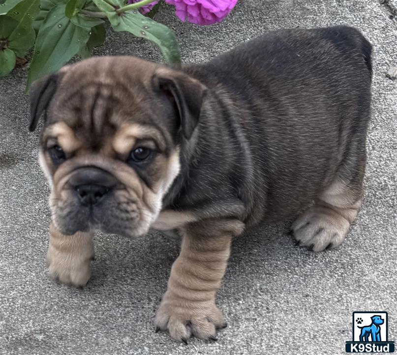 a english bulldog puppy lying on the ground