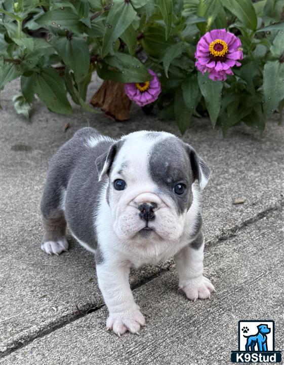 a english bulldog puppy sitting on a sidewalk