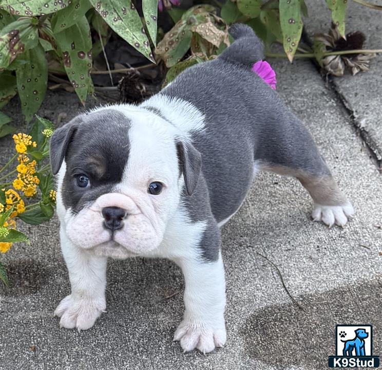 a english bulldog puppy with a flower on its head