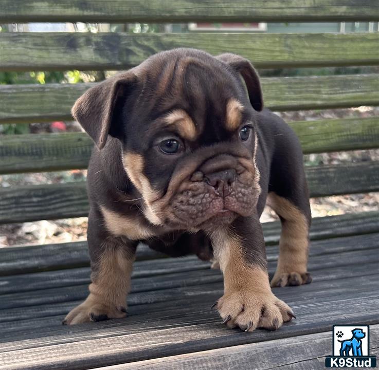 a english bulldog puppy standing on a deck