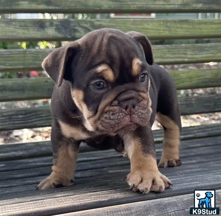 English Bulldog