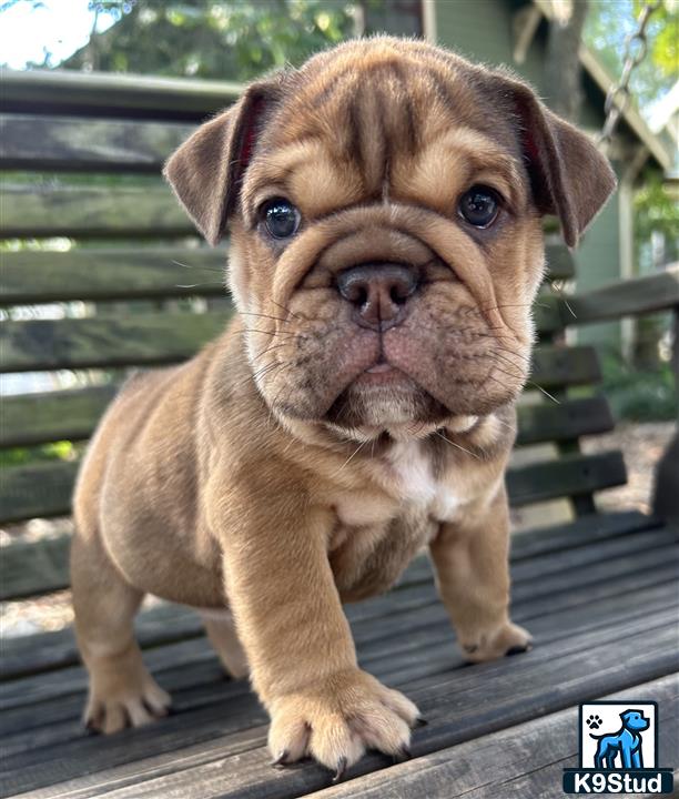 a english bulldog dog sitting on a wood surface