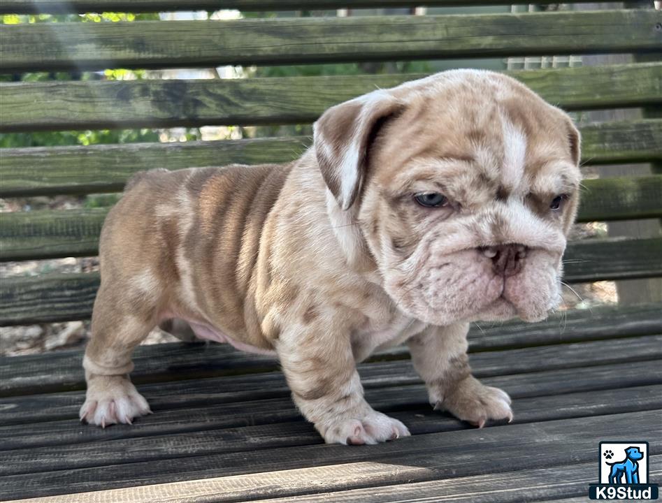 a english bulldog puppy on a bench