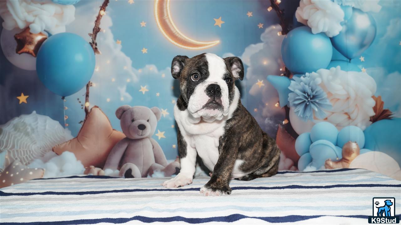 a english bulldog dog and a stuffed animal